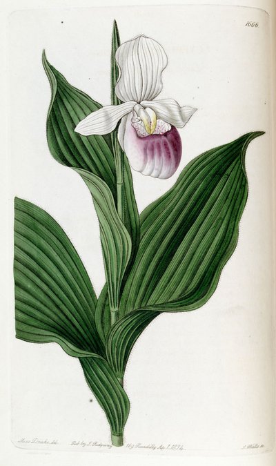 Illustration of Cypripedium reginae (as syn. Cypripedium spectabile) by Miss Drake